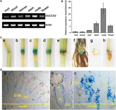 A Node-Expressed Transporter OsCCX2 Is Involved in Grain Cadmium Accumulation of Rice